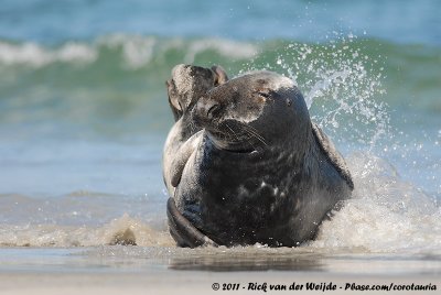 Grey SealHalichoerus grypus grypus