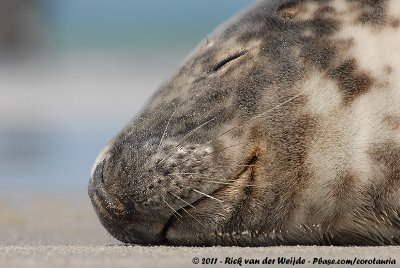 Grey Seal  (Grijze Zeehond)