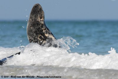 Grey SealHalichoerus grypus grypus