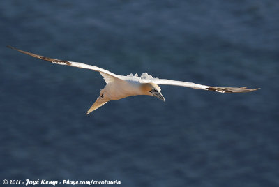 Northern GannetMorus bassanus