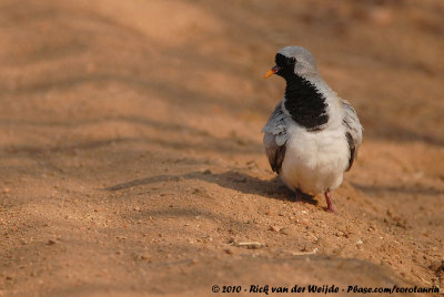Namaqua Dove  (Maskerduif)