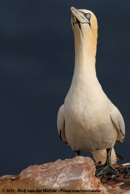 Northern GannetMorus bassanus