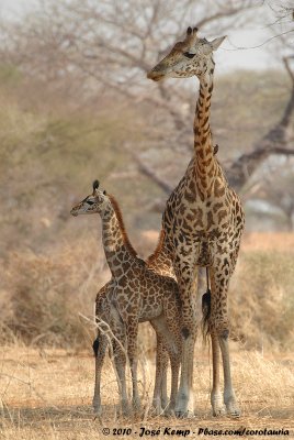 Masai GiraffeGiraffa camelopardalis tippelskirchi