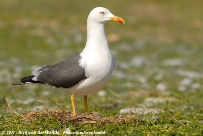Lesser Black-Backed Gull<br><i>Larus fuscus intermedius</i>