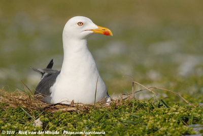 Lesser Black-Backed GullLarus fuscus intermedius