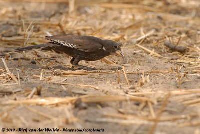 Red-Billed Buffalo WeaverBubalornis niger intermedius