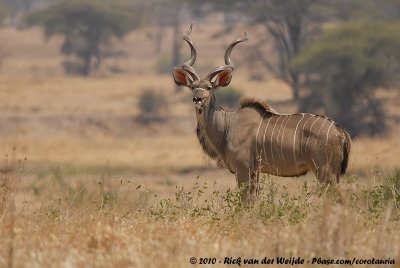 Greater Kudu<br><i>Tragelaphus strepsiceros strepsiceros</i>