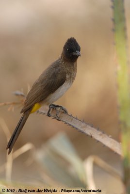 Dark-Capped BulbulPycnonotus tricolor layardi