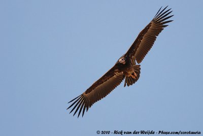 White-Headed Vulture  (Witkopgier)