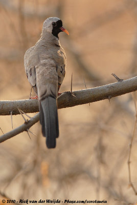 Namaqua DoveOena capensis capensis