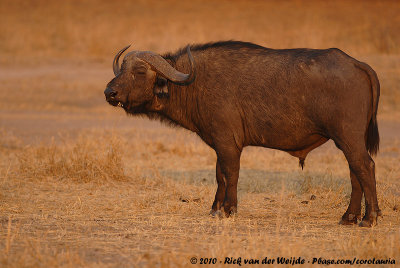 Cape BuffaloSyncerus caffer caffer