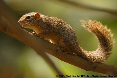 Ochre Bush Squirrel<br><i>Paraxerus ochraceus aruscensis</i>