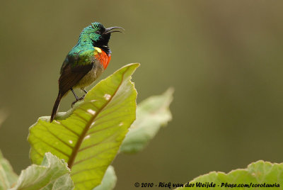 Eastern Double-Collared Sunbird  (Flleborns Honingzuiger)