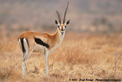 Thomson's GazelleEudorcas thomsonii