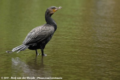 Great CormorantPhalacrocorax carbo sinensis