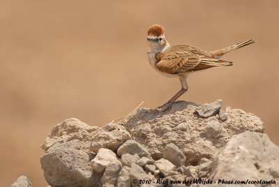 Red-Capped LarkCalandrella cinerea saturatior