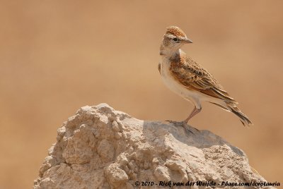 Red-Capped LarkCalandrella cinerea saturatior