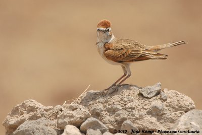 Red-Capped LarkCalandrella cinerea saturatior