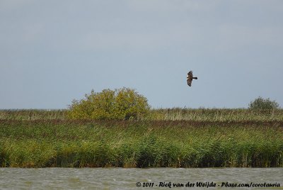 Western Marsh HarrierCircus aeruginosus aeruginosus