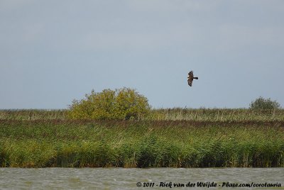 Western Marsh Harrier<br><i>Circus aeruginosus aeruginosus</i>