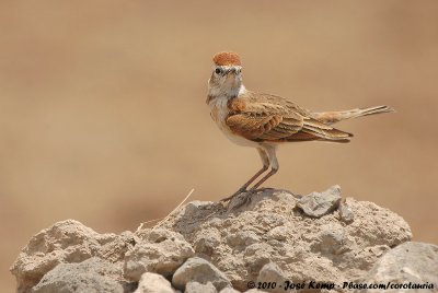 Red-Capped LarkCalandrella cinerea saturatior