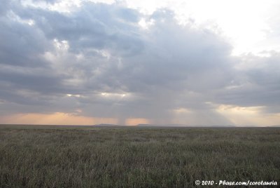 The open grasslands of the Serengeti