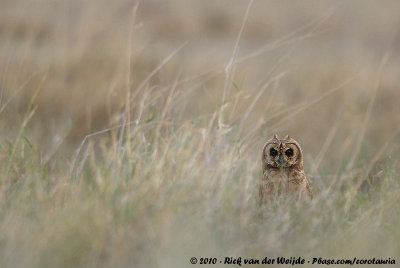 Marsh Owl  (Afrikaanse Velduil)