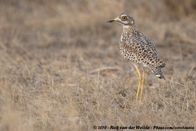 Spotted Thick-Knee  (Kaapse Griel)