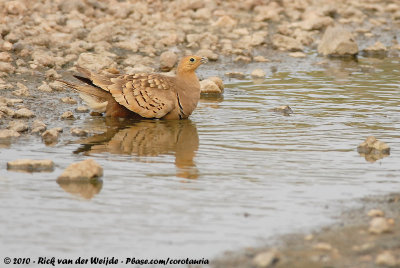 Chestnut-Bellied SandgrousePterocles exustus olivascens