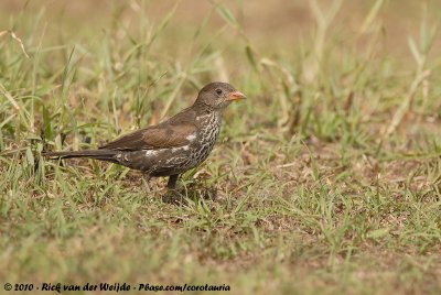 Red-Billed Buffalo WeaverBubalornis niger intermedius