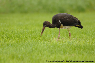 Black StorkCiconia nigra