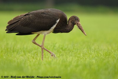 Black Stork  (Zwarte Ooievaar)