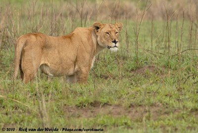 LionPanthera leo melanochaita