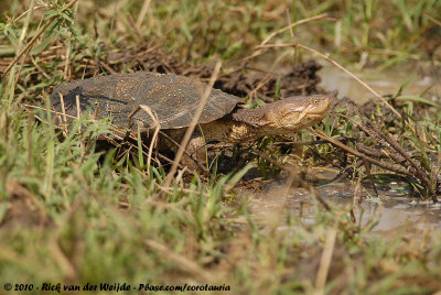 African Helmeted TurtlePelomedusa subrufa