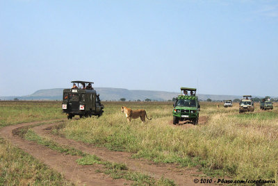 Safari Madness