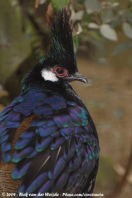 Palawan Peacock PheasantPolyplectron napoleonis