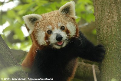 Red PandaAilurus fulgens fulgens