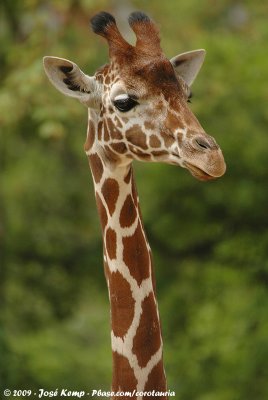 Reticulated GiraffeGiraffa camelopardalis reticulata