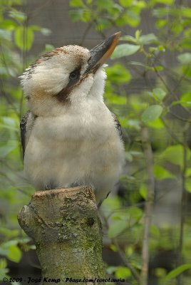 Laughing KookaburraDacelo novaeguineae ssp.