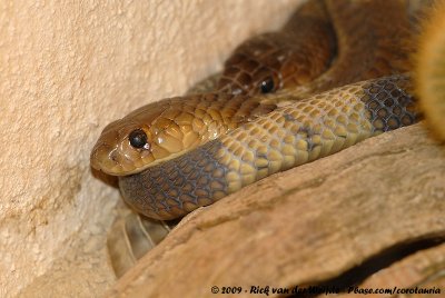 Snouted Cobra  (Zuid-Afrikaanse Cobra)