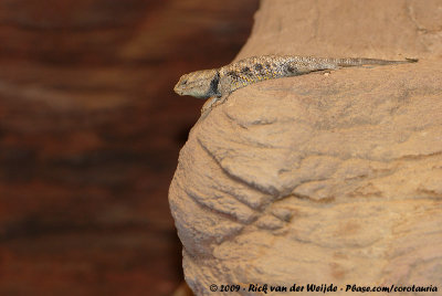 Desert Spiny Lizard  (Woestijnstekelagame)