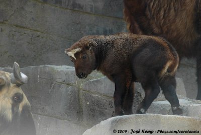 April 22, 2009: Antwerpen Zoo (B)