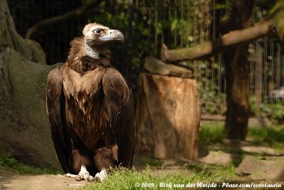 Eurasian Black VultureAegypius monachus