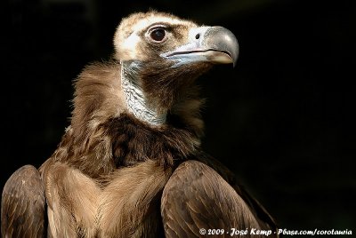 Eurasian Black Vulture  (Monniksgier)
