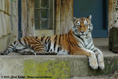 Siberian TigerPanthera tigris altaica