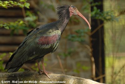Northern Bald Ibis  (Heremietibis)
