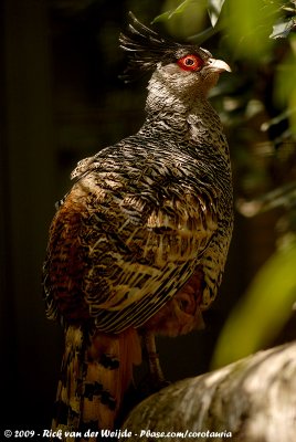 Cheer Pheasant  (Wallichs Fazant)