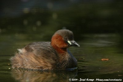 Little GrebeTachybaptus ruficollis ssp.