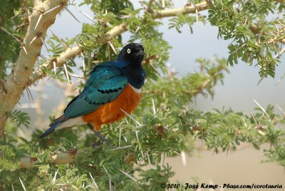 Superb StarlingLamprotornis superbus