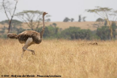 Common OstrichStruthio camelus massaicus